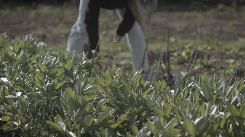 huerta tradicional en el cerrato palentino